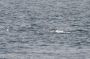 Baja05 - 009 * Hard to see in the gentle waves, but there are two Sperm whales in the center of the frame